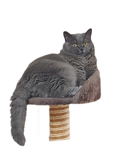 キャットタワーに上る猫